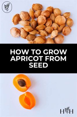  The Apricot Seed Mystery: A Folk Tale That Explores Generosity, Fate, and Unexpected Consequences